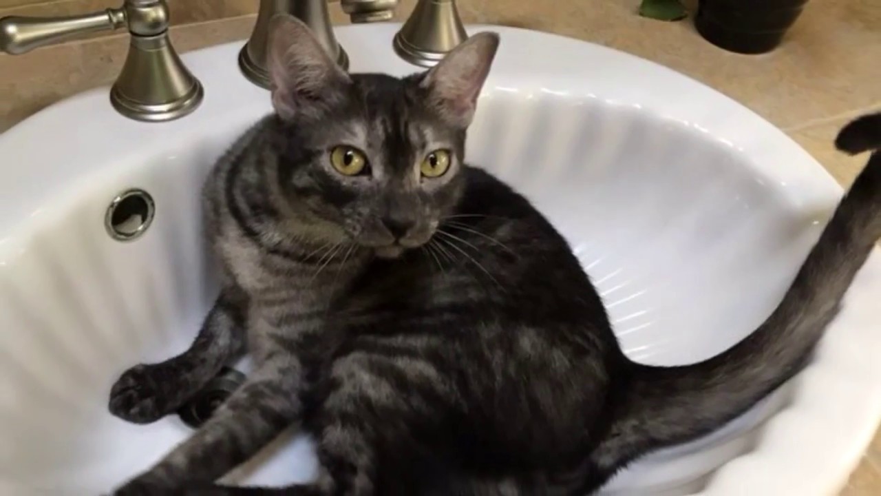 feline infectious peritonitis natural treatment Smokey having a back scratch