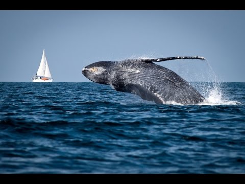 ПОЧЕМУ ТИХИЙ ОКЕАН НАЗВАН ТИХИМ ? WHY PACIFIC OCEAN IS ADOPTED BY QUIET?