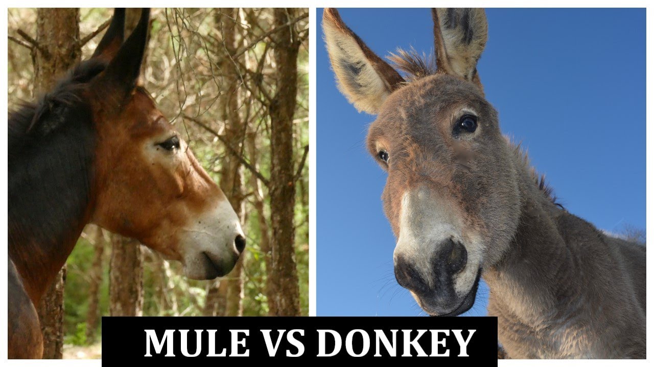 Mule vs donkey sounds. Difference between donkey and mule. - YouTube