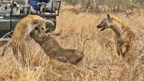 Hyena Saves Warthog from Leopard