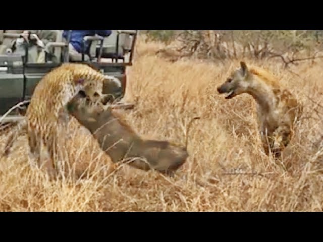 ⁣Hyena Saves Warthog from Leopard