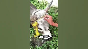 Saved The Life Of A Wool Shorts 