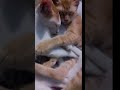#cat #kitten #animals #pets #viral #viralshorts #viralshort #youtube #youtubeshorts #song #shorts