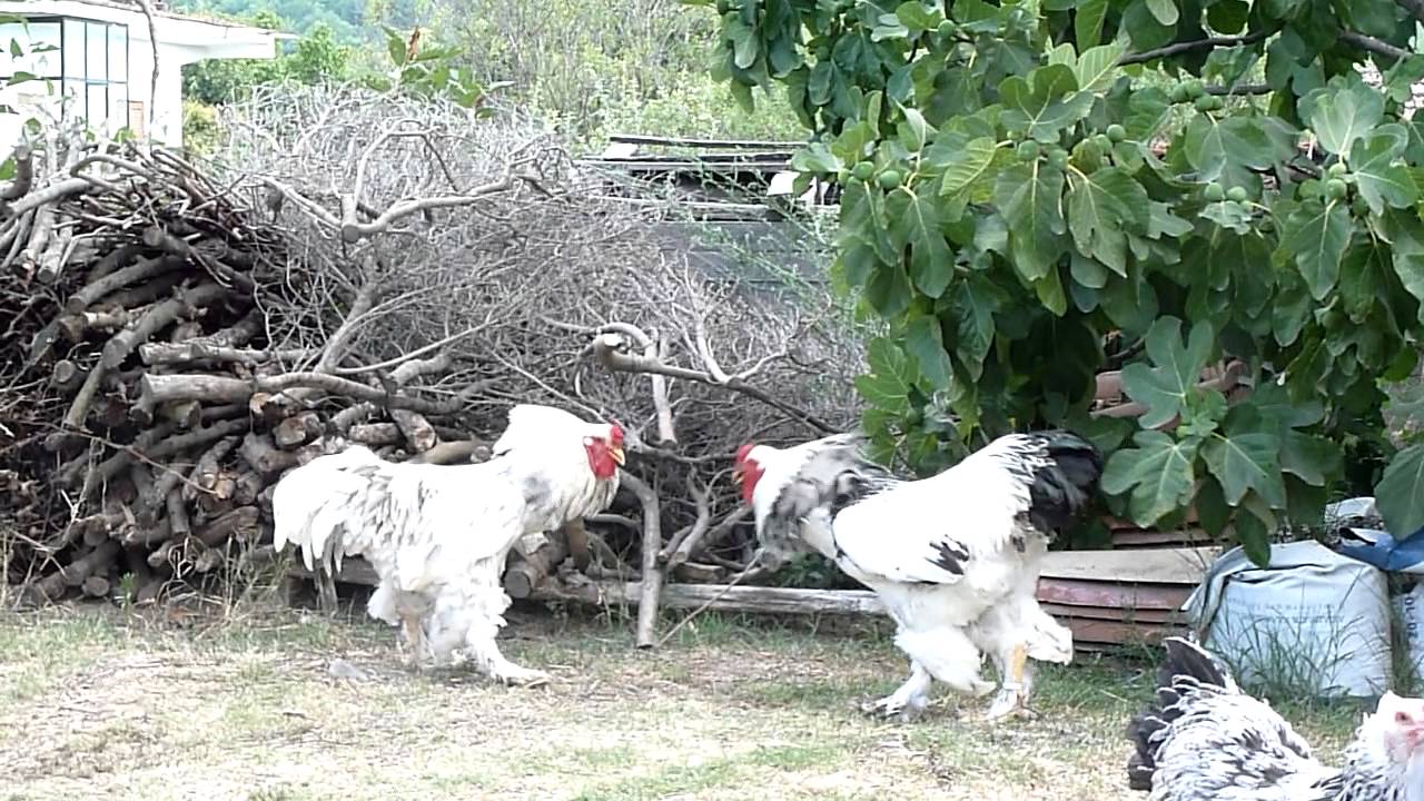 brahma roosters - hens in the yard.-BRAHMA CHICKEN -AGROKOTA.GR / panaconic  dmc TZ10 