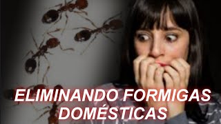 COMO ELIMINAR FORMIGUINHAS DOMÉSTICAS