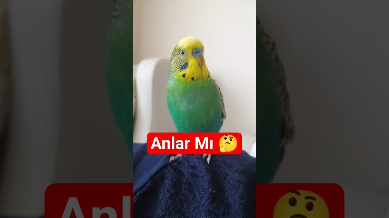 Muhabbet Kuşunuz Gerçekten Sizi Anlıyor mu? İşte Kanıt! 🧠👂 #muhabbetkuşu #birds #parrot #birdsong
