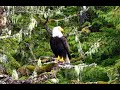 Lots of eagles by bering sea crab boat tour from norwegian cruise lines