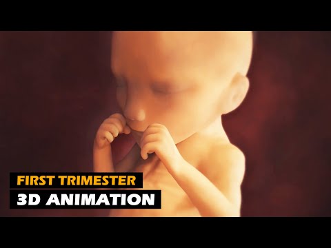 First Trimester -