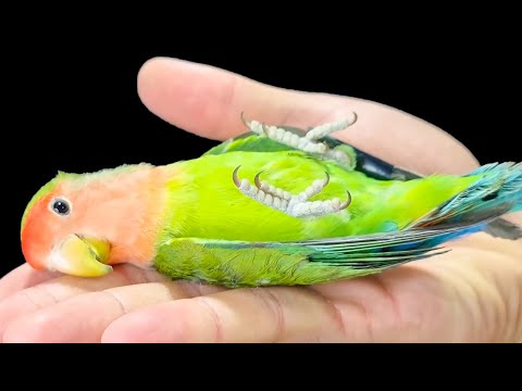 سر ترويض طائر الروز الوحشي و تعليم ببغاء الروز الصعود على اليد و اعطاء الراس و الشقلبة و برد منقاره