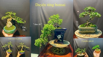 Video 757:Duyên tùng thác đổ,sam trái trực lắc mini,sam hương ký đá,linh sam 86,combo bonsai giá rẻ