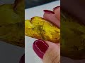 Огромного размера насекомое чудо милионнов лет 💖