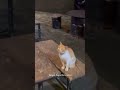 kucing bersyukur #kucinglucu #oyenbarbar #funny #catlover