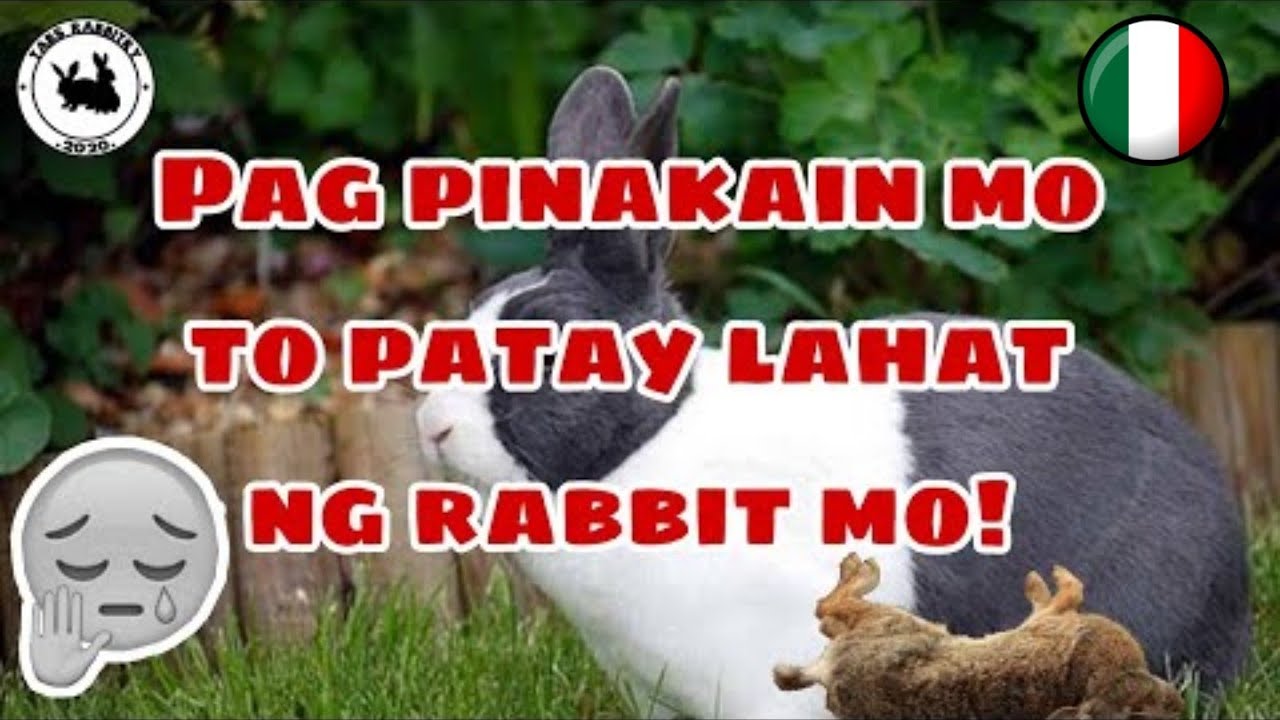 ANO ang BAWAL KAININ ng RABBIT what food kills rabbits RABBIT