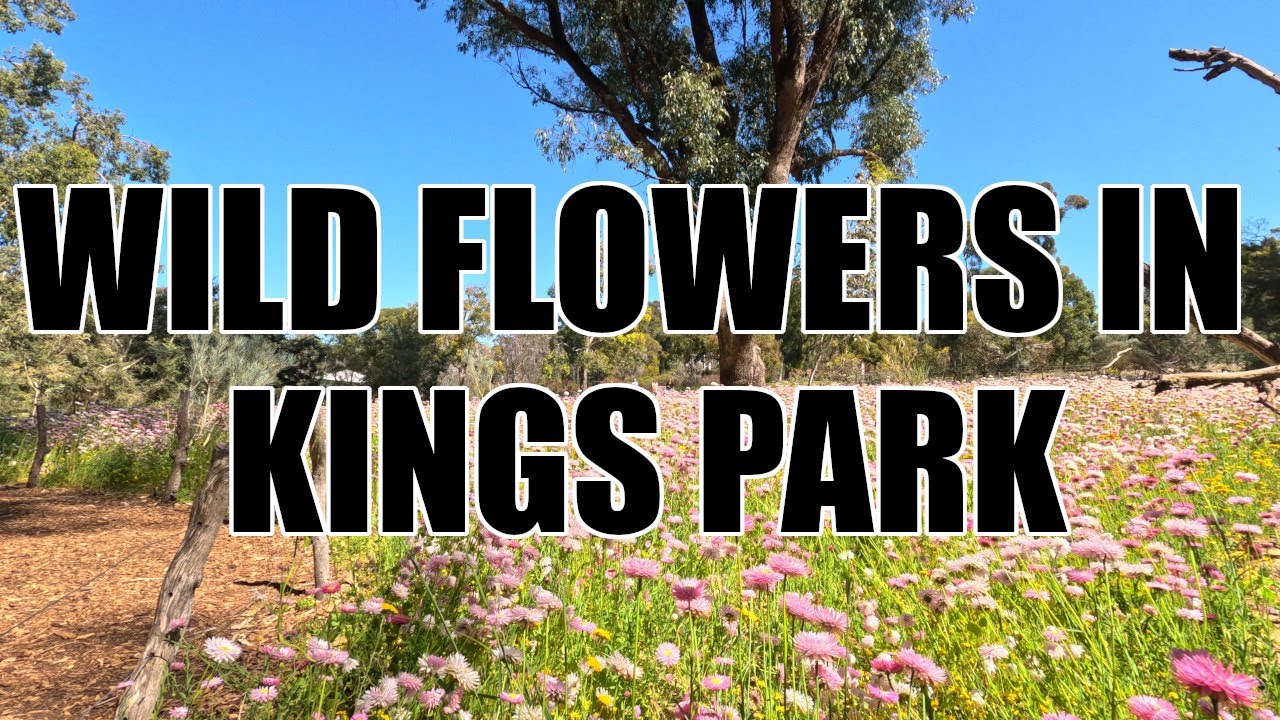 Kings Park (Perth) - A Saturday morning walk through the wild flowers