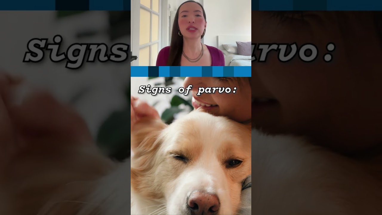 How do dogs get parvo? Understanding the causes and risks. | Just Curious