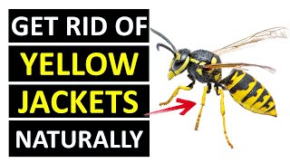 How to Get Rid of Yellow Jackets Wasps Naturally (FAST & CHEAP) by Natural Health Remedies 1,105 views 1 month ago 9 minutes, 8 seconds