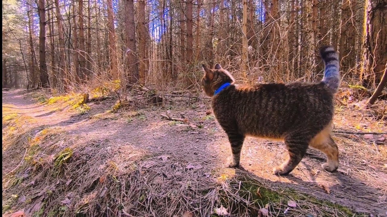 Weirdcore | Cat walk in the woods