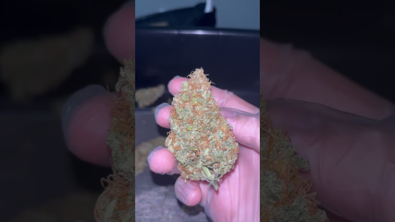 Zkittlez Auto | Fast Buds | Hybrid by upstate autoflower IG