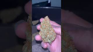 Zkittlez Auto Fast Buds Hybrid By Upstate Autoflower Ig