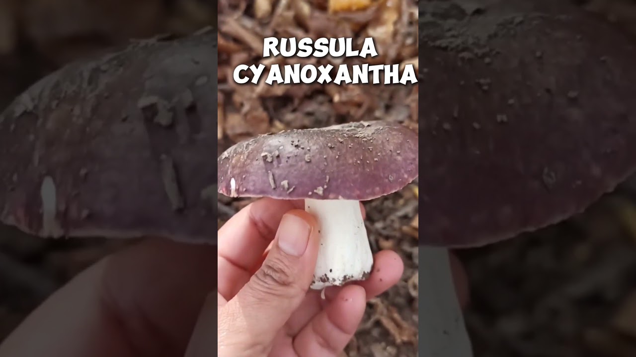 Russula cyanoxantha