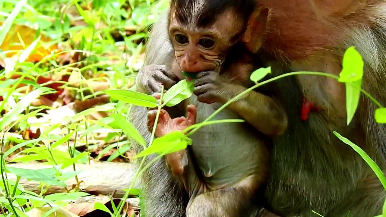 Poor Baby Daniela good connection with old monkey Tima, Daniela lost power fall to ground & hungry.