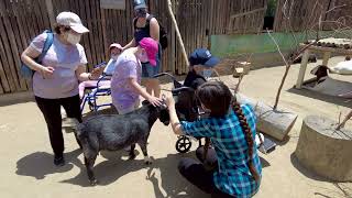 Goat Petting Zoo at the Safari Park
A while back, the San Diego Zoo Safari Park had a goat petting zoo included with admission. We hope they bring it back! Goat Petting Zoo at the Safari Park