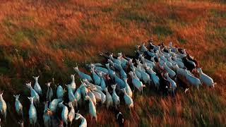 Sheep Herd Shepherd | 4K | STOCK WORLD