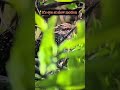 The red♥️eyes 😨 Apexel 60x telephoto lens #birds #mobilevideography #birdvideography #nature #green