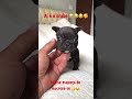 #viral #cachorro #amor #brasil #cat #filhos #filhotes este é o brabo 😂😂😂😉🥰🥰