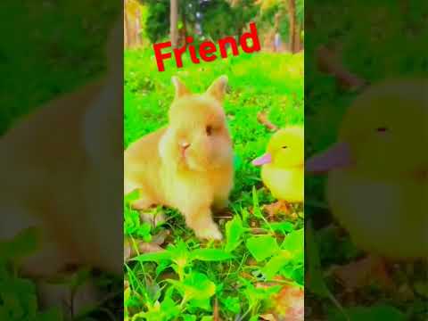 rabbit friend cute video#rabbit friend  memerabbit .tiktok eating baby lucking animal planet