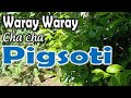 Pigsote waray waray song with lyrics