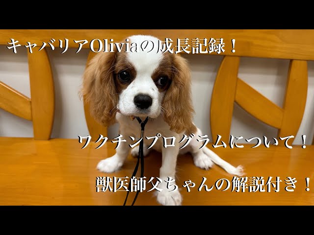 Olivia2回目のワクチン接種 ワクチンプログラムについて