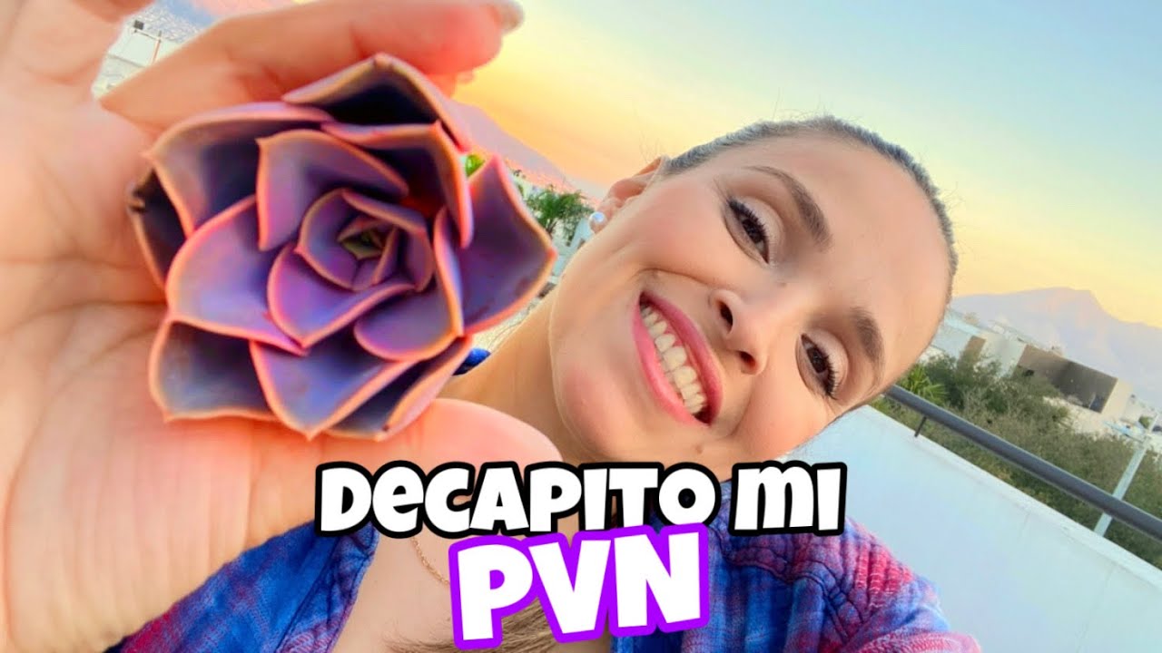 Echeveria Perle Von Nurnberg. Experimento  Suculento. Decapitando Suculenta. Propagación masiva.