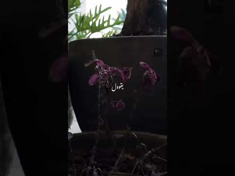 حسين الجسمي انا الشاكي يقول اللي قصة ليل حريب نعاس يقول لي جفاه نوم