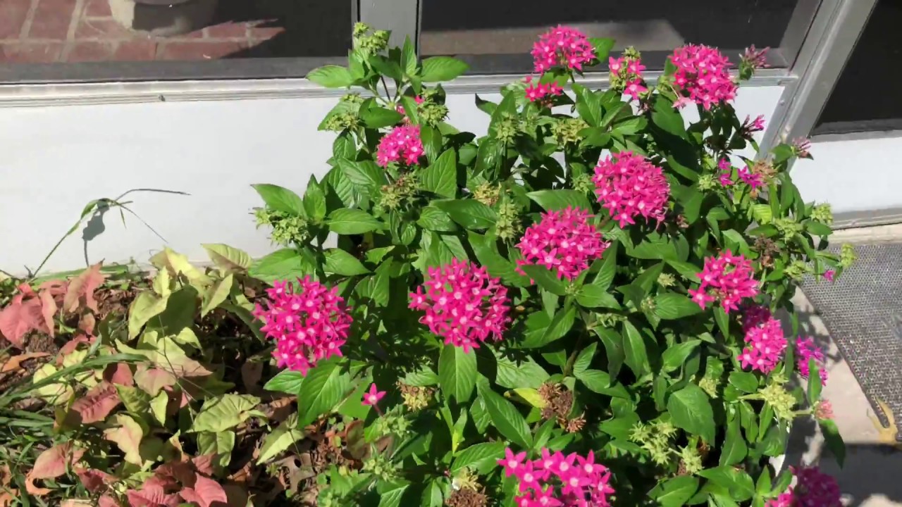 iPhone 8 Plus 4K 60fps /Optical Image Stabilization Test