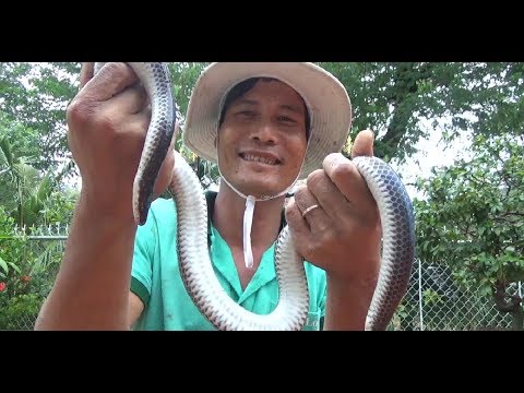 Video RẮN HỔ HÀNH NẤU CHÁO ĐẬU XANH - BỒI BỔ CHO NHÓM - youtube