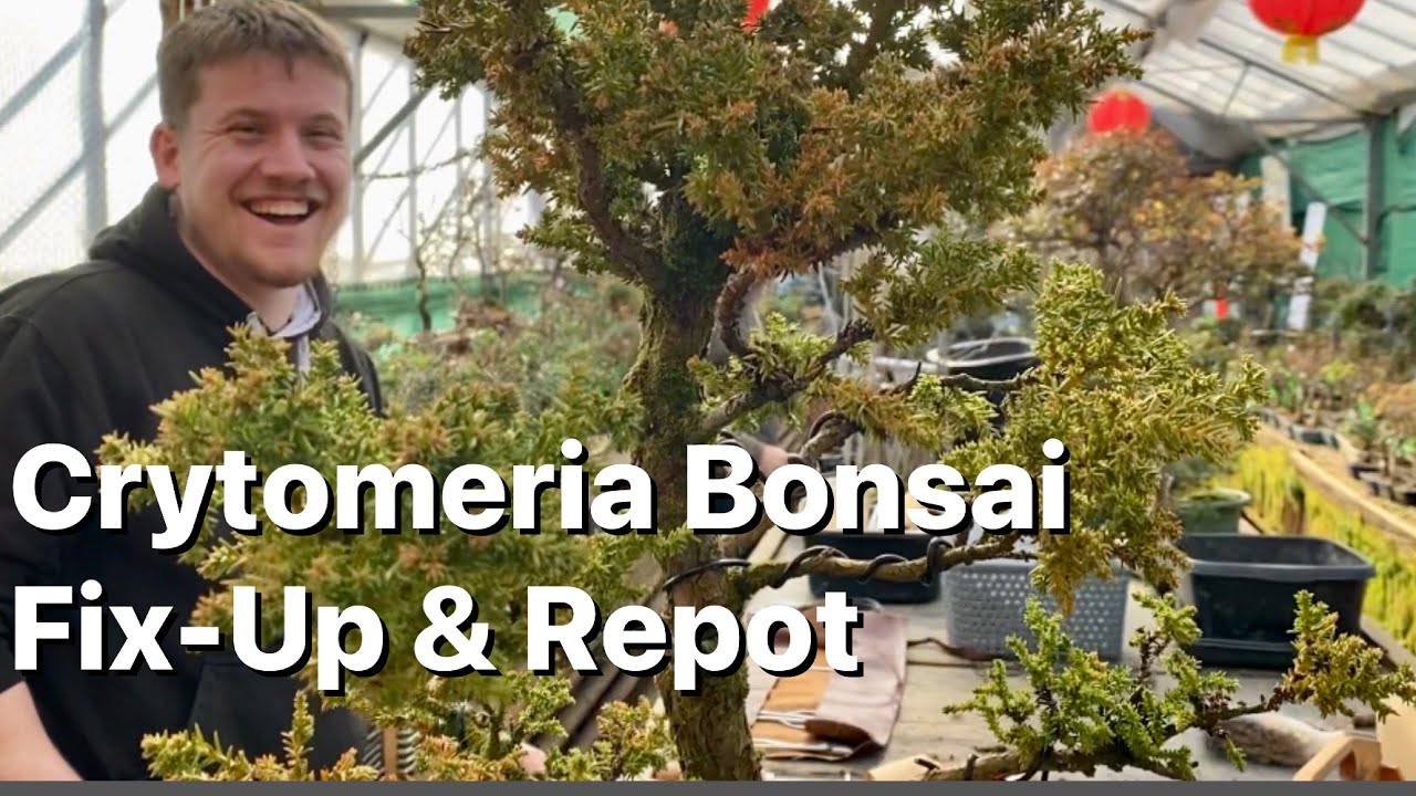 Cryptomeria Bonsai Fix-Up & Repot