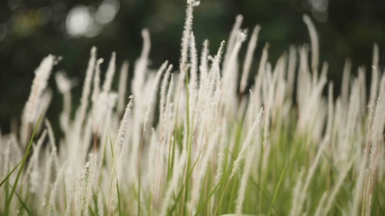 Comfort Station | Satisfying Music | 50 Minutes Meditation Videos