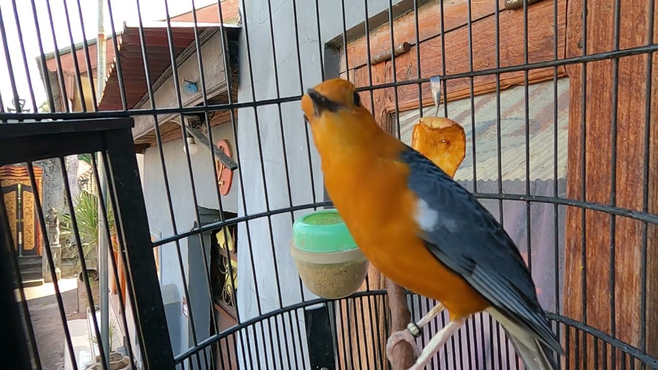 Suara ANIS MERAH Gacor || Pancingan Dipagi hari diJamin Pasti Ikutan Ngeplong Teler.