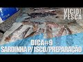 COMO PREPARAR A SARDINHA PARA A PESCA DE SARGOS & ROBALOS DICA#9 #ISCOSDEPESCA #SARDINHA