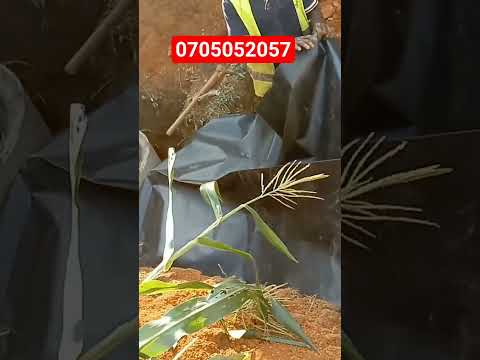 BIO DIGEST SEPTIC TANK SERVICE Youtube Shorts Viral Shortvideos Tiktok Video 