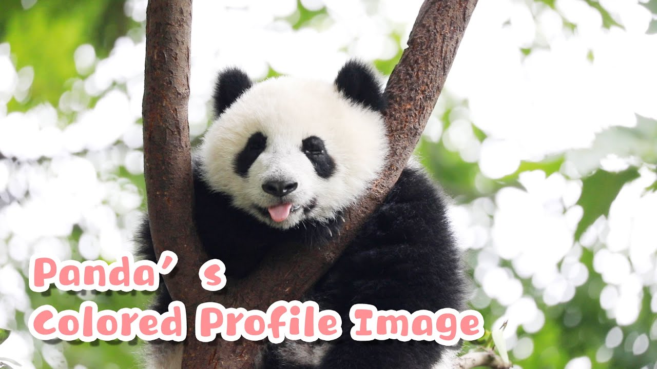 Panda’s Color ID Photo | iPanda - YouTube