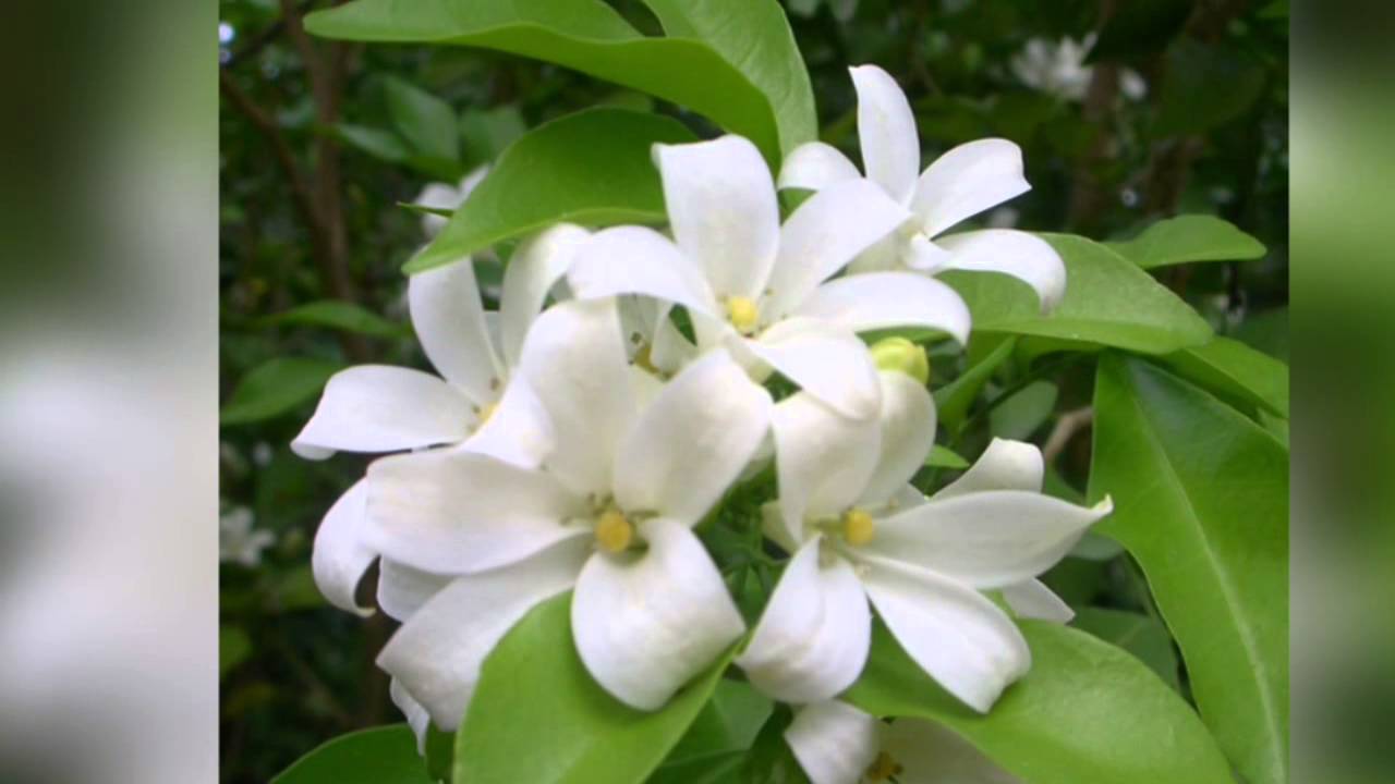 กลิ่นแก้ว อุเทน พรหมมินทร์ Wp.