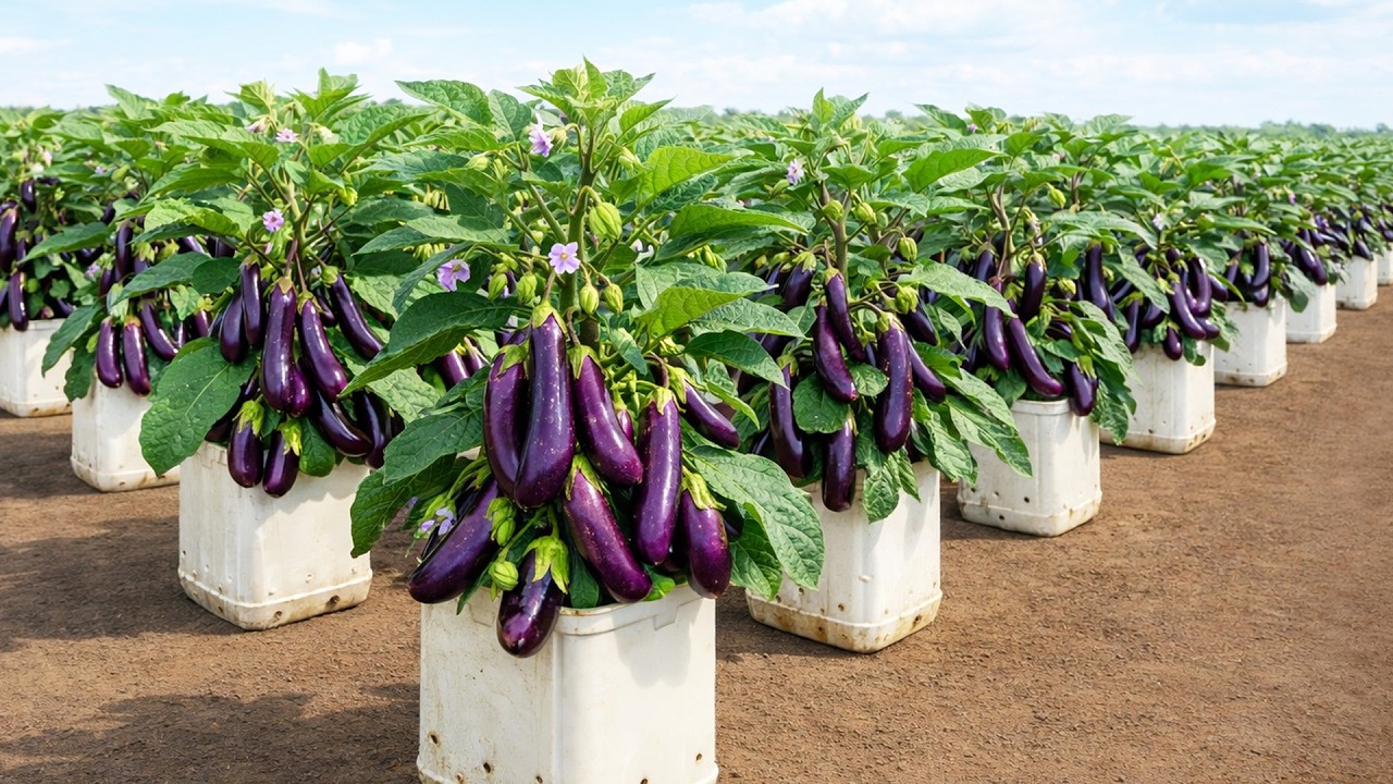 How I Grow High Yield Eggplant in Plastic Bottles at Home