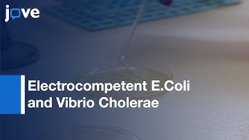 Electrocompetent E Coli and Vibrio Cholerae