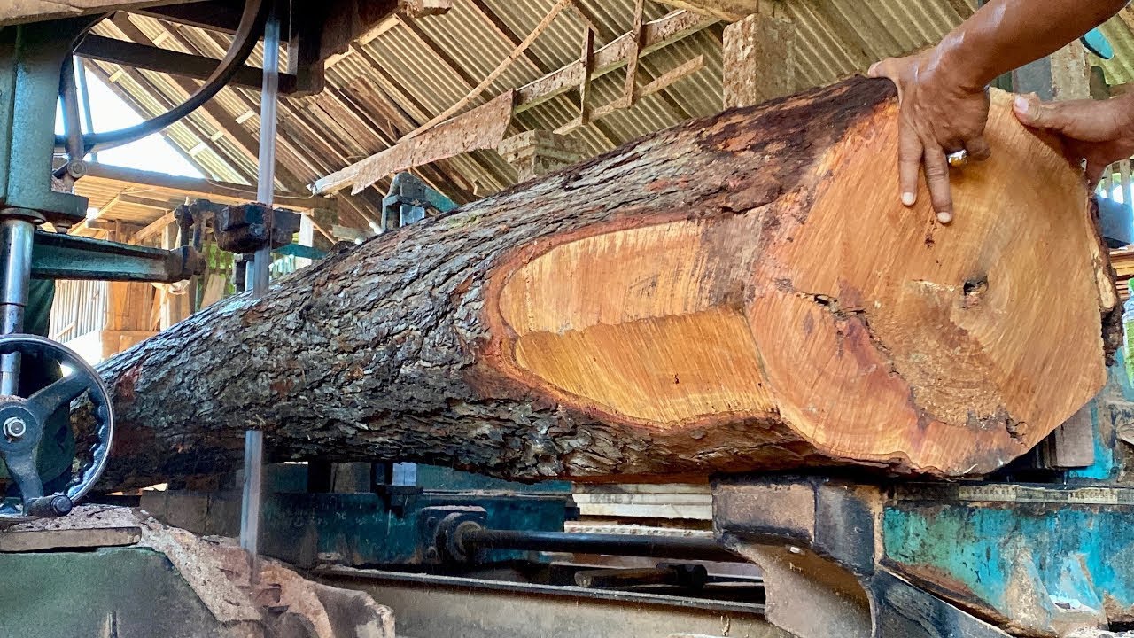 Monster mahogany wood - The process of sawing long and large mahogany ...