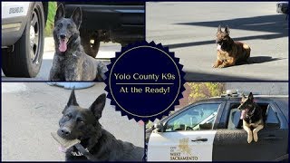 K9s at Citizens Academy