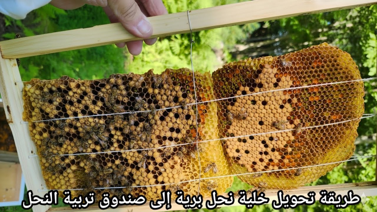 ​طريقة تحويل خلية نحل برية إلى صندوق تربية النحل بسهولة | الجزء 2