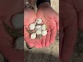From Tiny to Giant! 🐟🐰🐶 Amazing Fish, Rabbit &amp; Dog Transformation Evolution