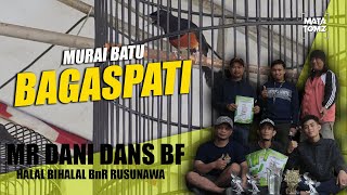 Murai Batu Bagaspati Mr Dani Dans Bf